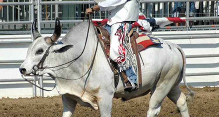 There are various bull riding schools across the nation.