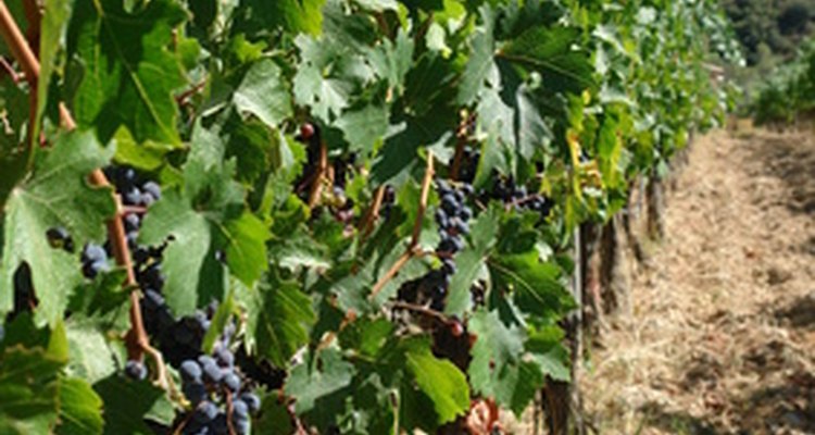 Controla las hojas y las uvas actuales de tu viñedo.