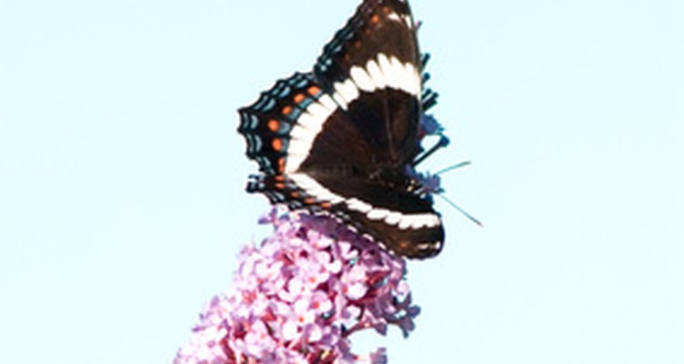 Mariposa sobre arbusto de mariposas.