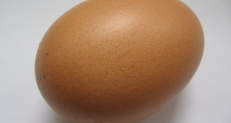 Cría un polluelo desde huevo para una clase de biología.