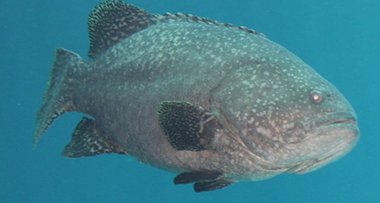A grouper's skin tastes quite strong and should be removed before cooking.