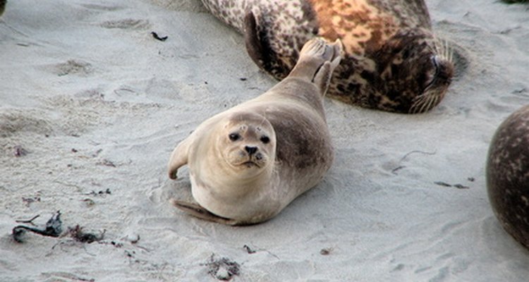 The skins of baby seals are sometimes used for clothing.