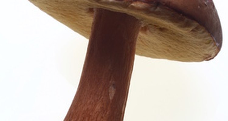 King bolete mushrooms are strongly-flavoured and grow under pine trees.