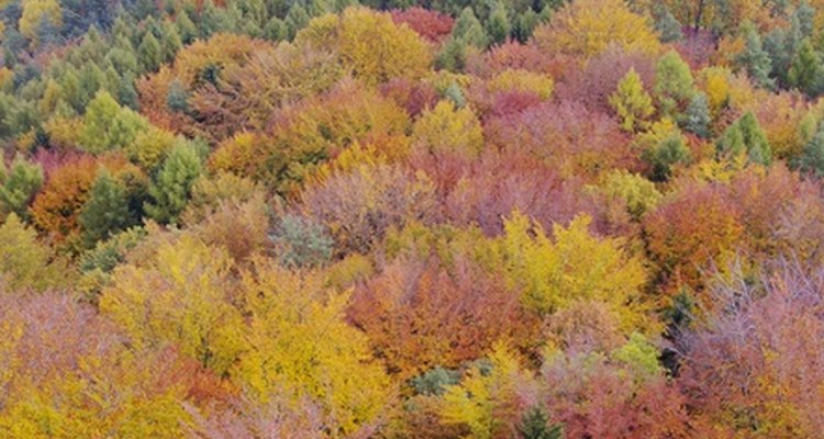 The deciduous forest has a fairly straightforward food chain.