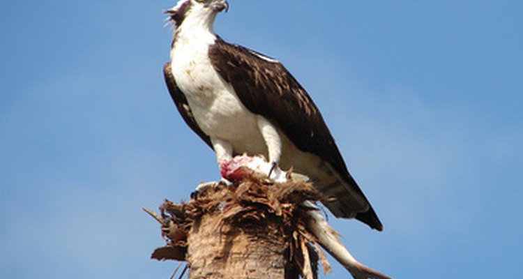 Las águilas pescadoras se encuentran cerca del agua en todo el mundo.