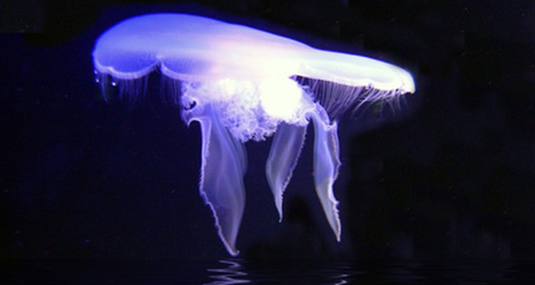 A medusa opera em propriedades fluorescentes semelhantes à luz negra