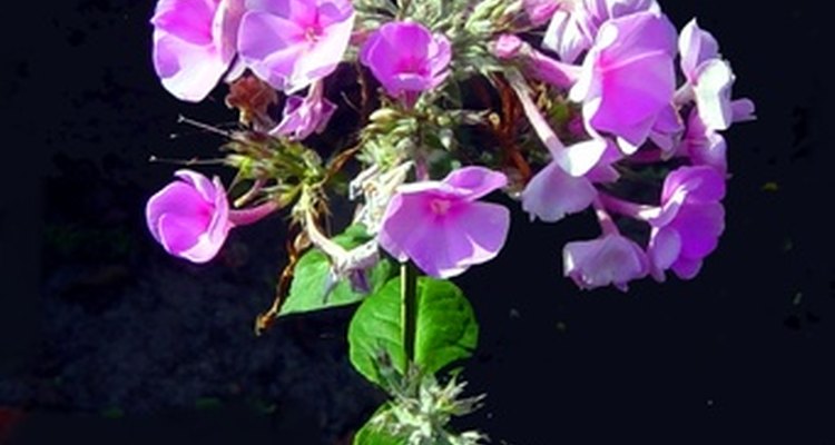 Phlox comes in a variety of colours, including stunning purples.