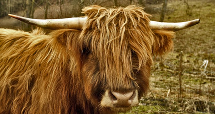 Highland Cow Facts