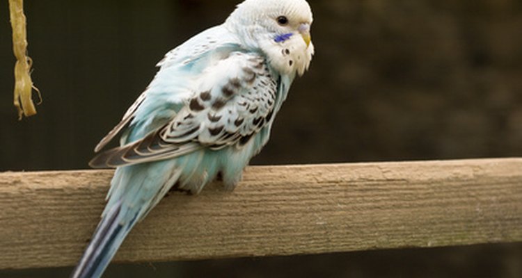 Birds have pet dander too.