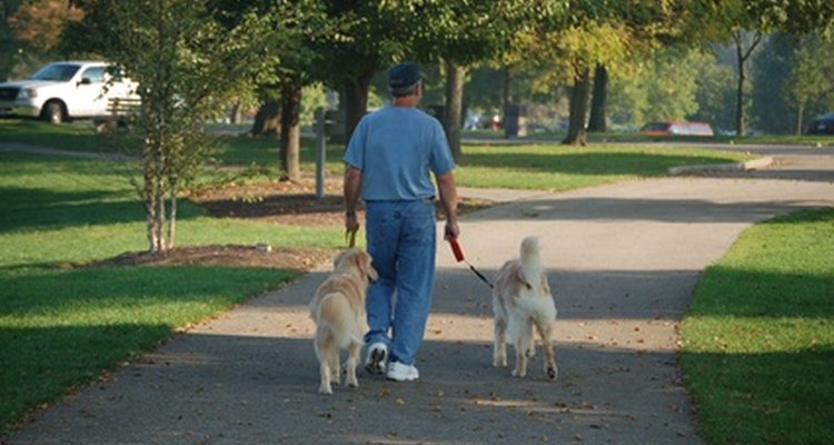 Many happy walks await you thanks to the Halti harness.