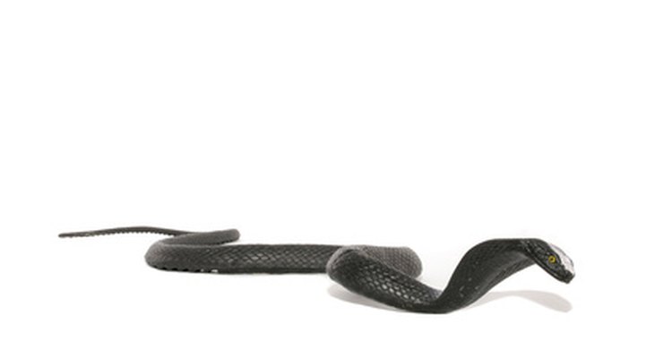 En todo el mundo existen aproximadamente 270 tipos de cobras.