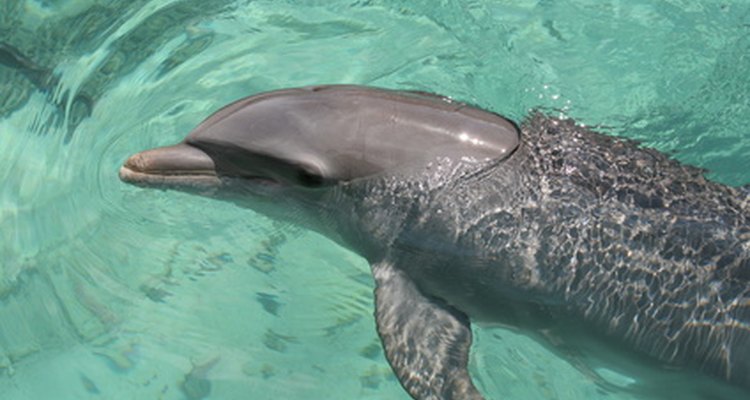 Young people can study marine life at summer camps.