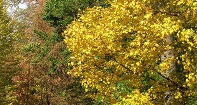 O outono traz toques de amarelos brilhantes naturais