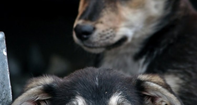 Spaying and neutering are the only permanent methods of birth control.