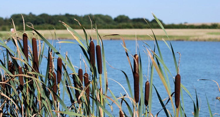 Though bulrushes are often overlooked for use in bouquets, they possess an understated beauty.