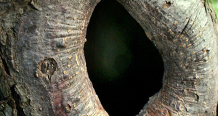 Os buracos em árvores podem servir como abrigo para muitos animais e insetos