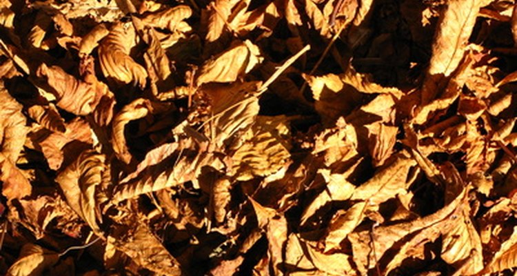 Resíduos molhados de folhas podem carregar muitos esporos de fungos
