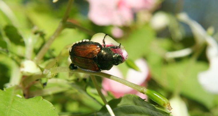 A los escarabajos japoneses les gusta comerse todas las partes de los rosales.