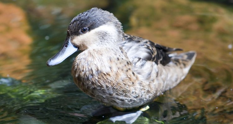 Os patos podem ser bons animais de estimação