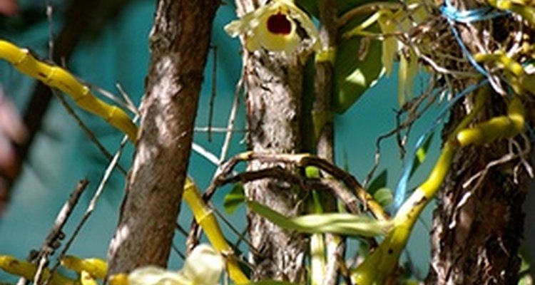 Orquídeas epifíticas en su hábitat natural.
