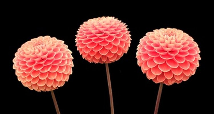 Las dalias son populares entre los jardineros que gustan de las flores de colores brillantes.
