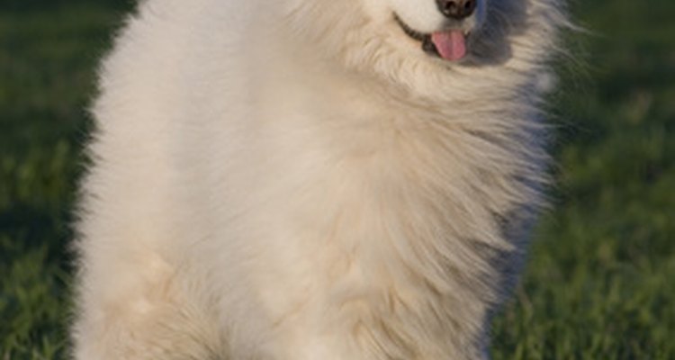 Es más común en los perros pequeños, aunque algunos samoyedos pueden desarrollar una luxación de patela.