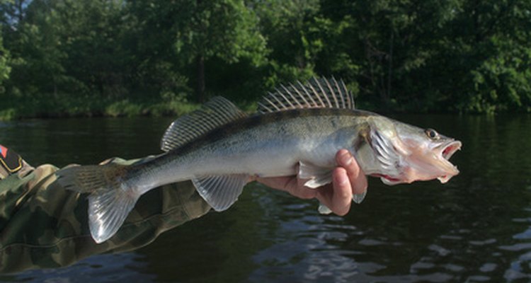 Peixe predador