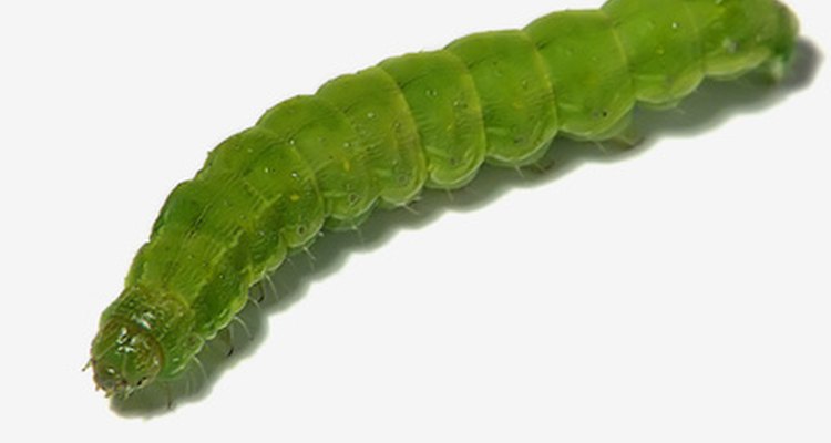 Inchworm