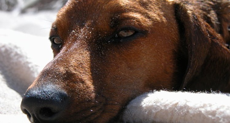 Algunas medicinas para la tos pueden utilizarse para tratar a perros con tos.
