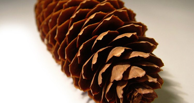 Una piña de color marrón significa que las semillas están maduras.