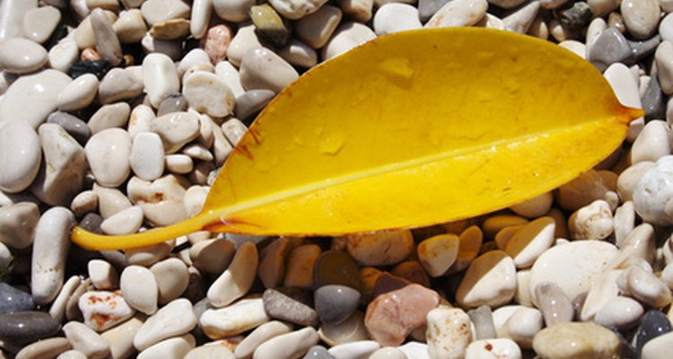 Hoja amarilla de un árbol de caucho.