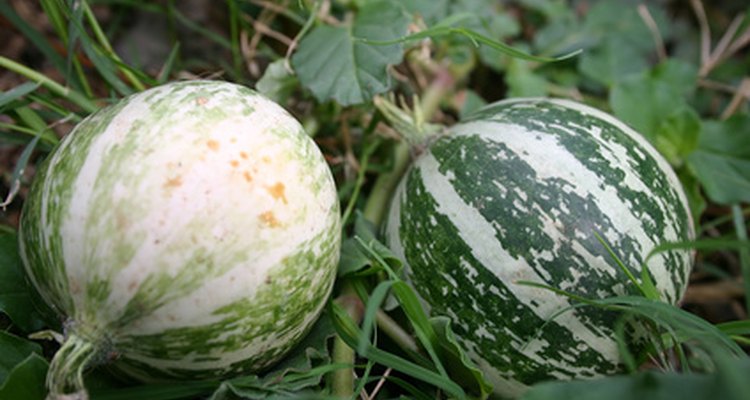 Las coles son vegetales de clima frío que crecen en suelos fértiles.