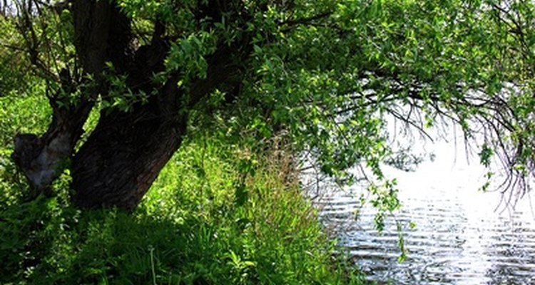 Trees like the willow grow quickly and can regenerate when cut down.