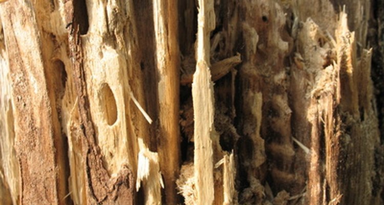 Las termitas pueden destruir los elementos de madera en tu casa.