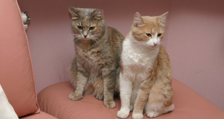 Home remedies can help cats deal with congestion.