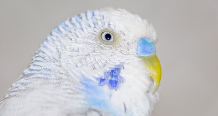 Los periquitos machosse distinguen por tener la parte superior del pico color azul.