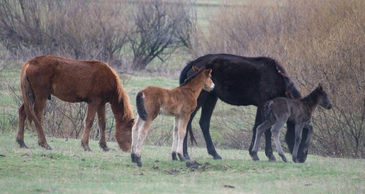 Ringworm is treatable but must be treated quickly and carefully to prevent spreading.