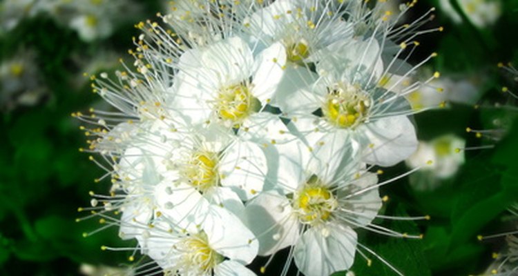 Both chokecherries and wild black cherries produce flowers and fruits in racemes.
