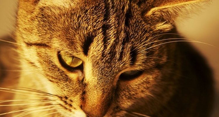 Fezes com sangue pode indicar um problema no trato digestivo dos gatos