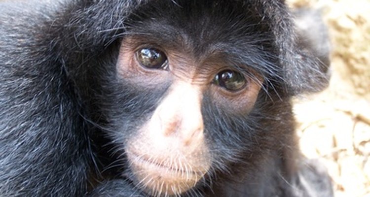 Macacos do Velho Mundo possuem as características nasais humanas, tendo suas narinas próximas e viradas para baixo