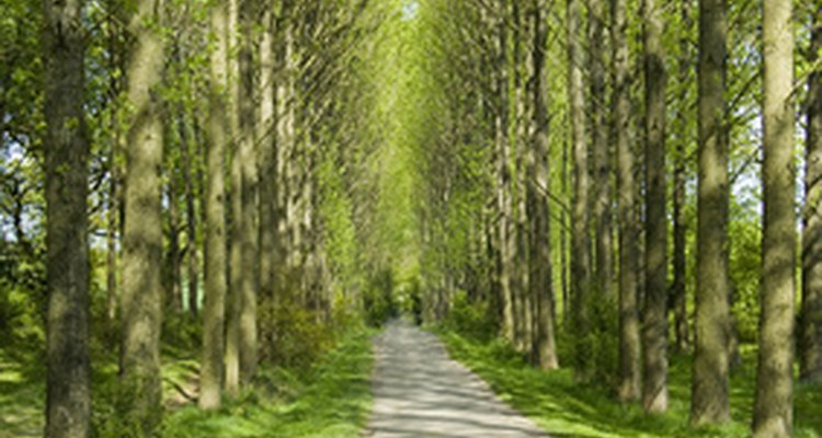 Poplar trees are a potential source for hydrocarbons.