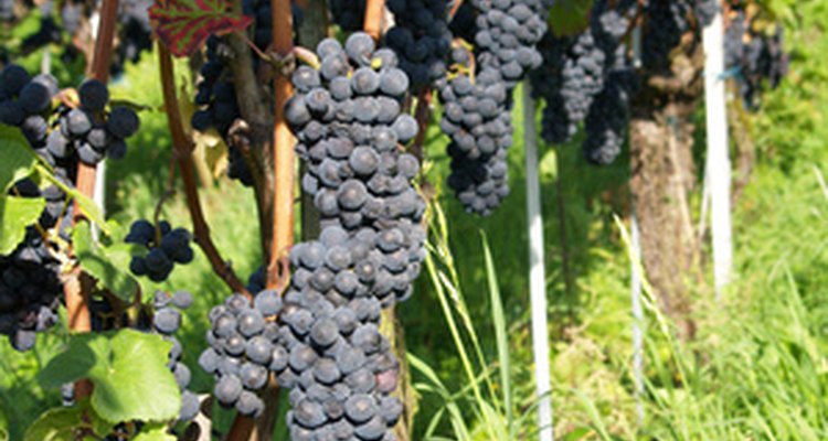 Because raisins are dried grapes, the quality of the grapes will determine the quality of the raisin wine.