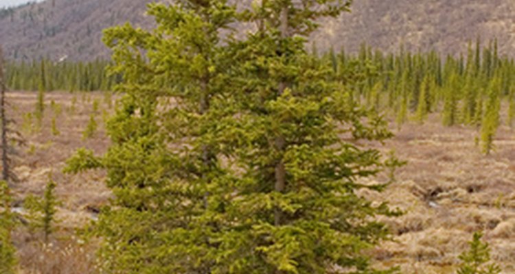Alaska is a huge state with a variety of environments to experience.