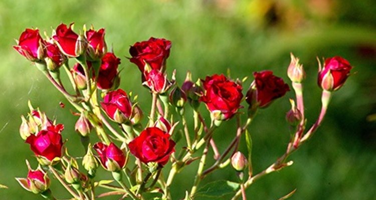 Rosa trepadora.