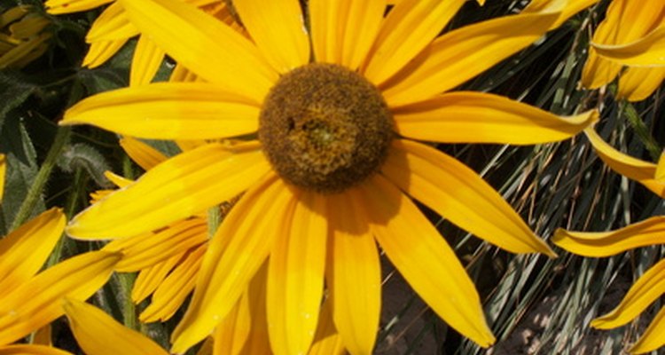 Black-eyed Susans are wildflowers that require very little maintenance.
