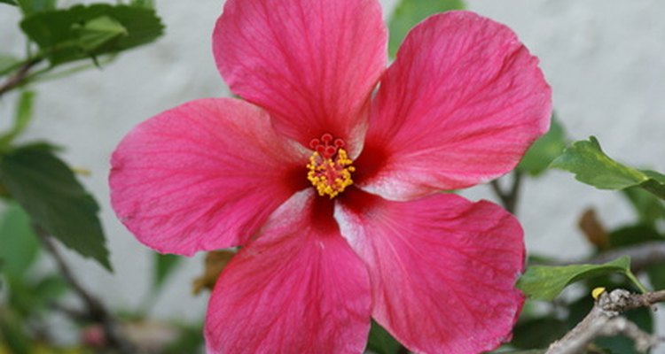 Hot pink flower