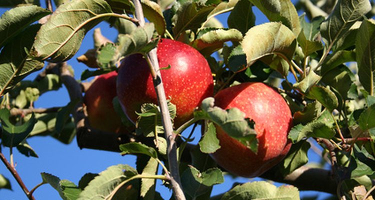 Apples ready for harvest.