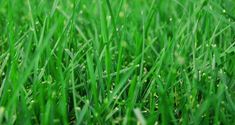 Certain conditions can keep your grass seed from germinating.