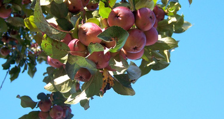 Las manzanas están listas para la cosecha en un árbol que muestra una buena productividad.