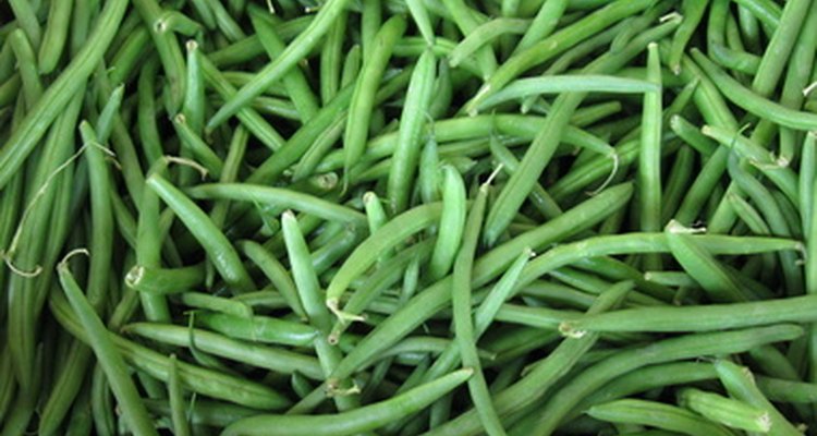 Los frijoles o habas verdes, son posiblemente  las semillas más comúnmente usadas en proyectos de ciencia.